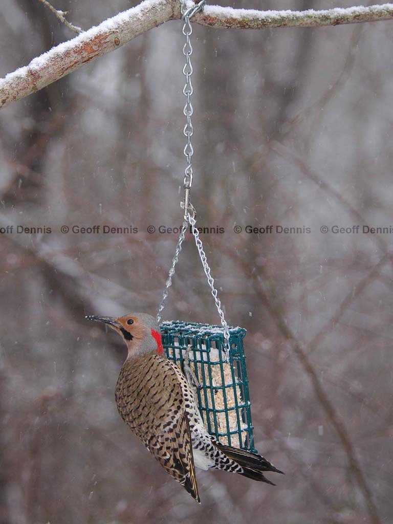 FEEDR-Suet-Cage-AQ