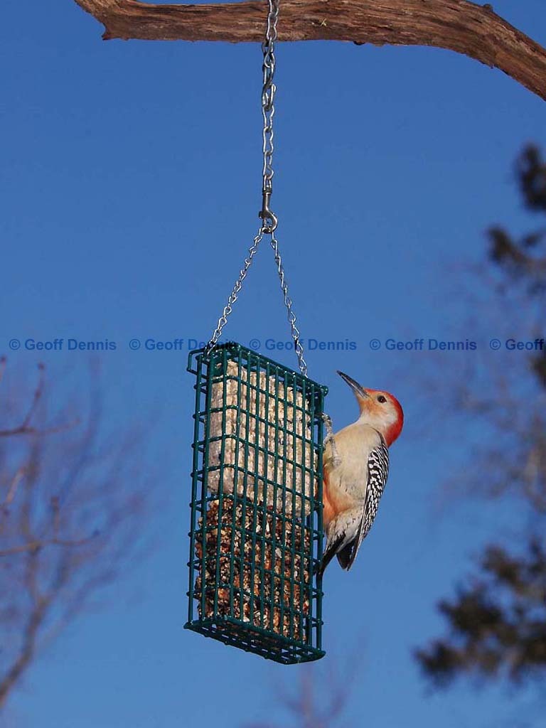 FEEDR-Suet-Cage-AS