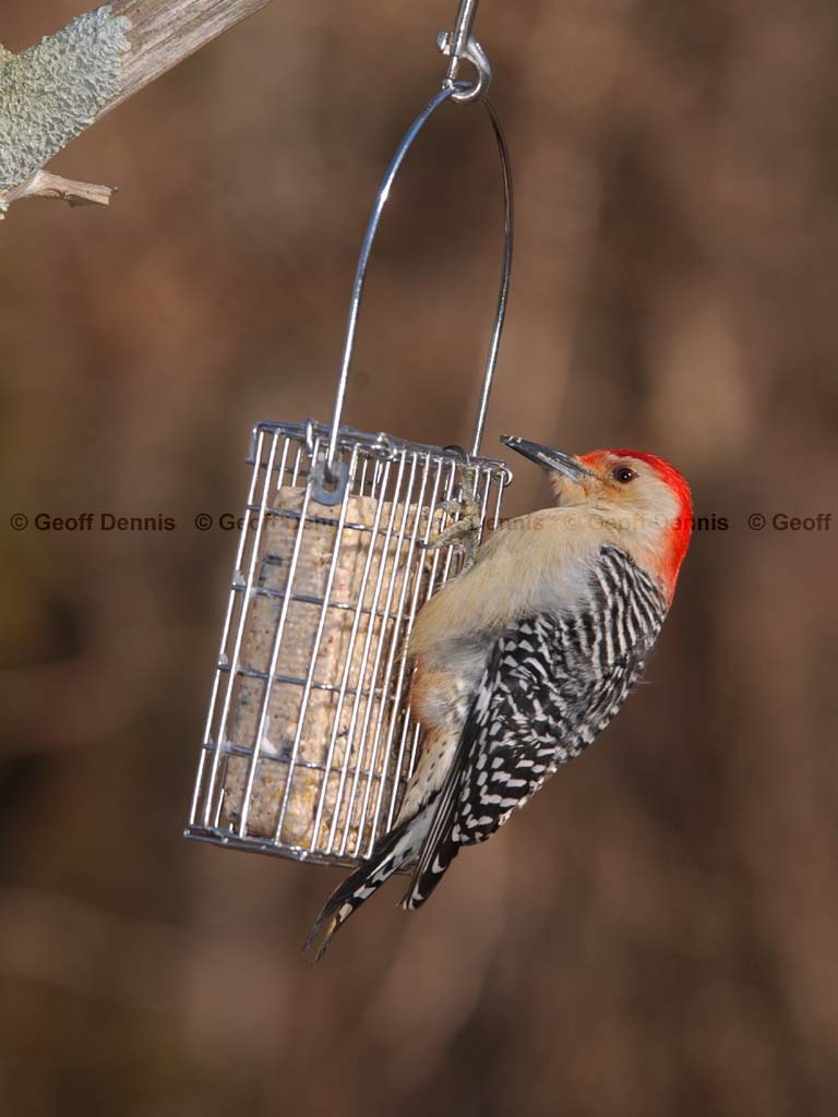 FEEDR-Suet-Cage-AT