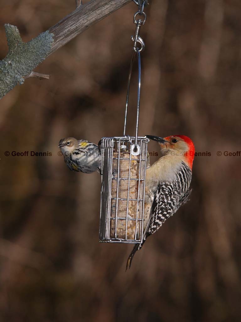 FEEDR-Suet-Cage-AU