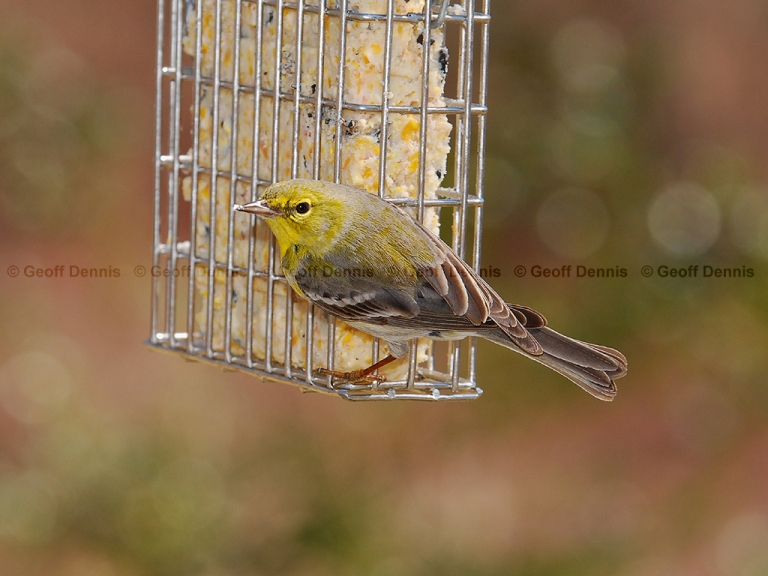 FEEDR-Suet-Cage-AZ