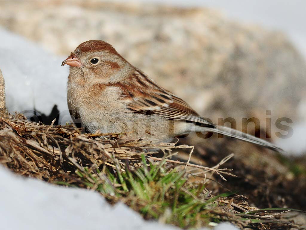 FISP-AA_Field-Sparrow