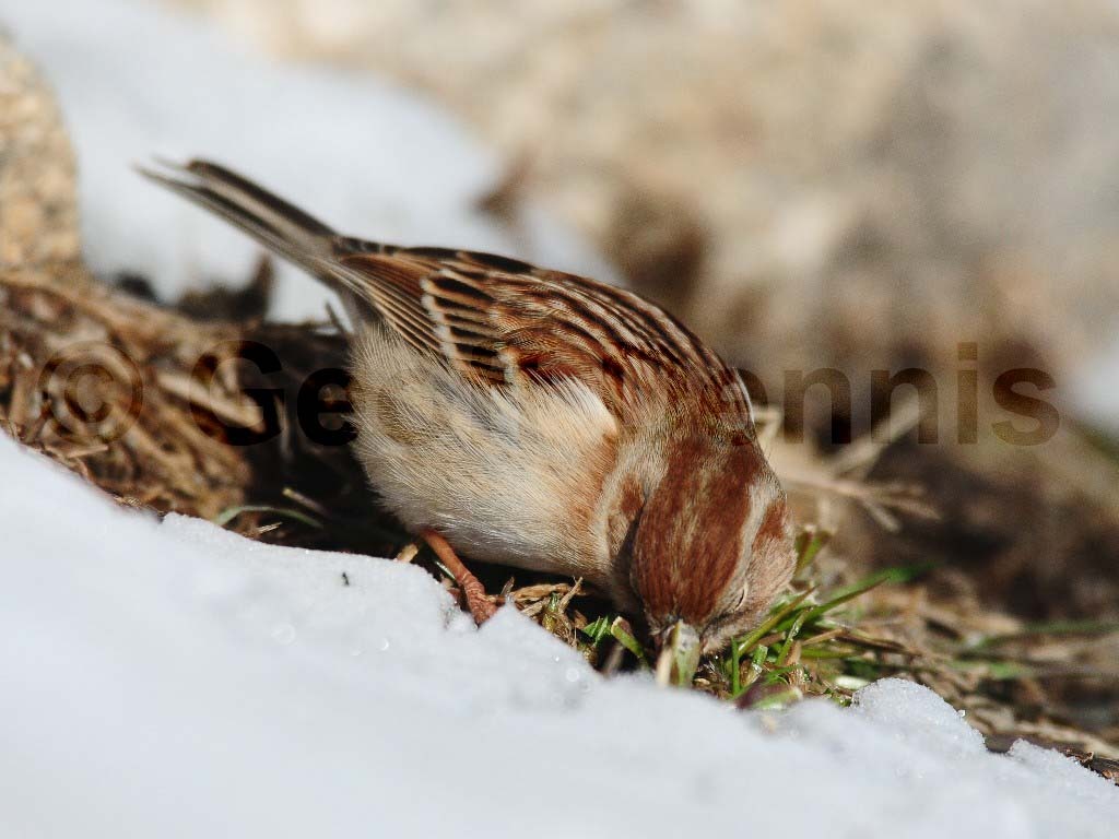FISP-AB_Field-Sparrow