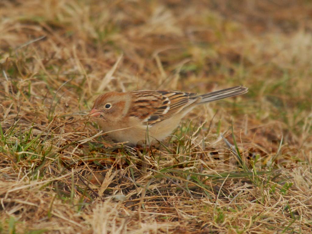 FISP-AC_Field-Sparrow