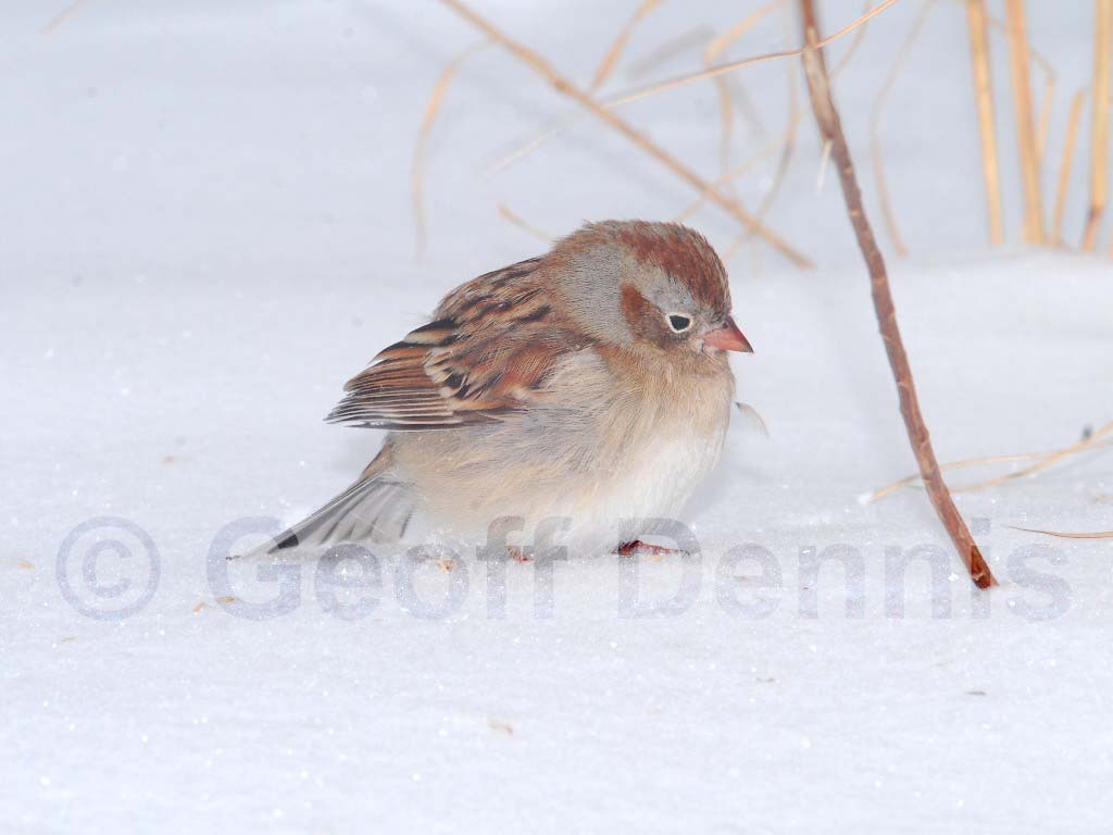 FISP-AD_Field-Sparrow