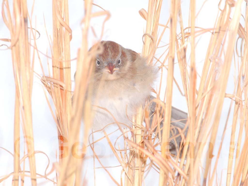 FISP-AE_Field-Sparrow