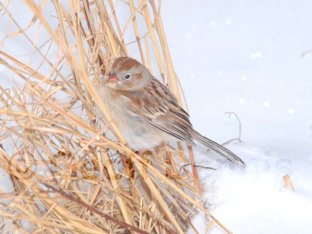FISP-AF_Field-Sparrow