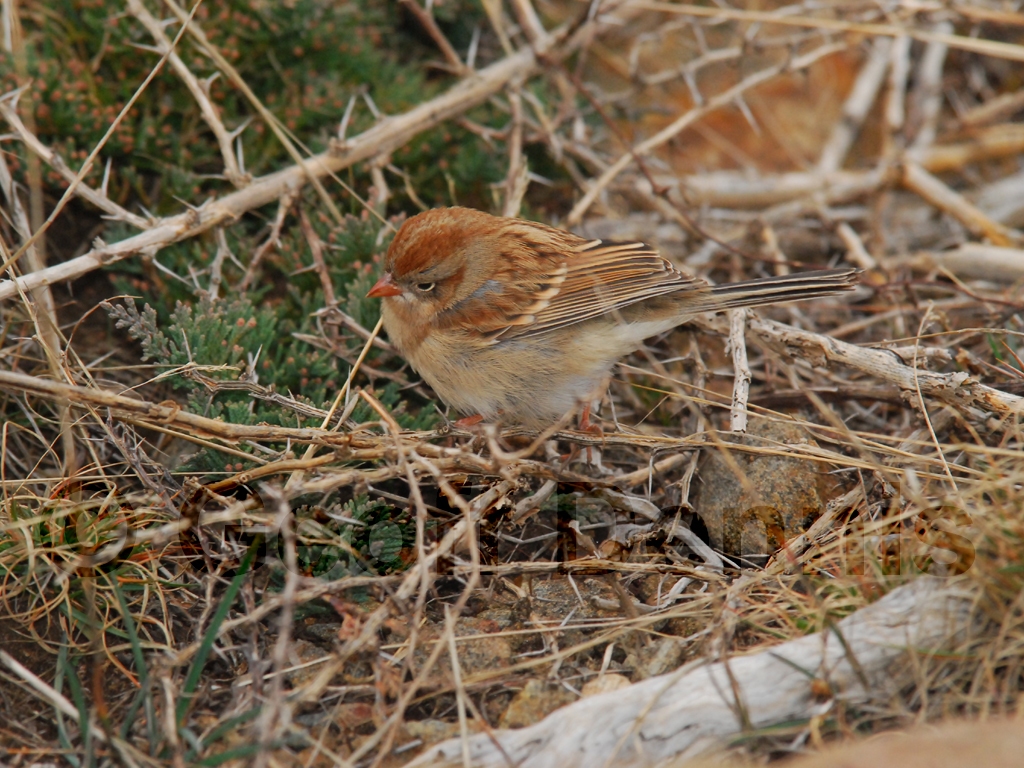 FISP-AG_Field-Sparrow