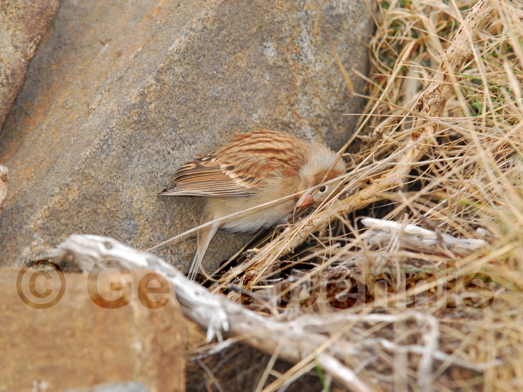 FISP-AH_Field-Sparrow