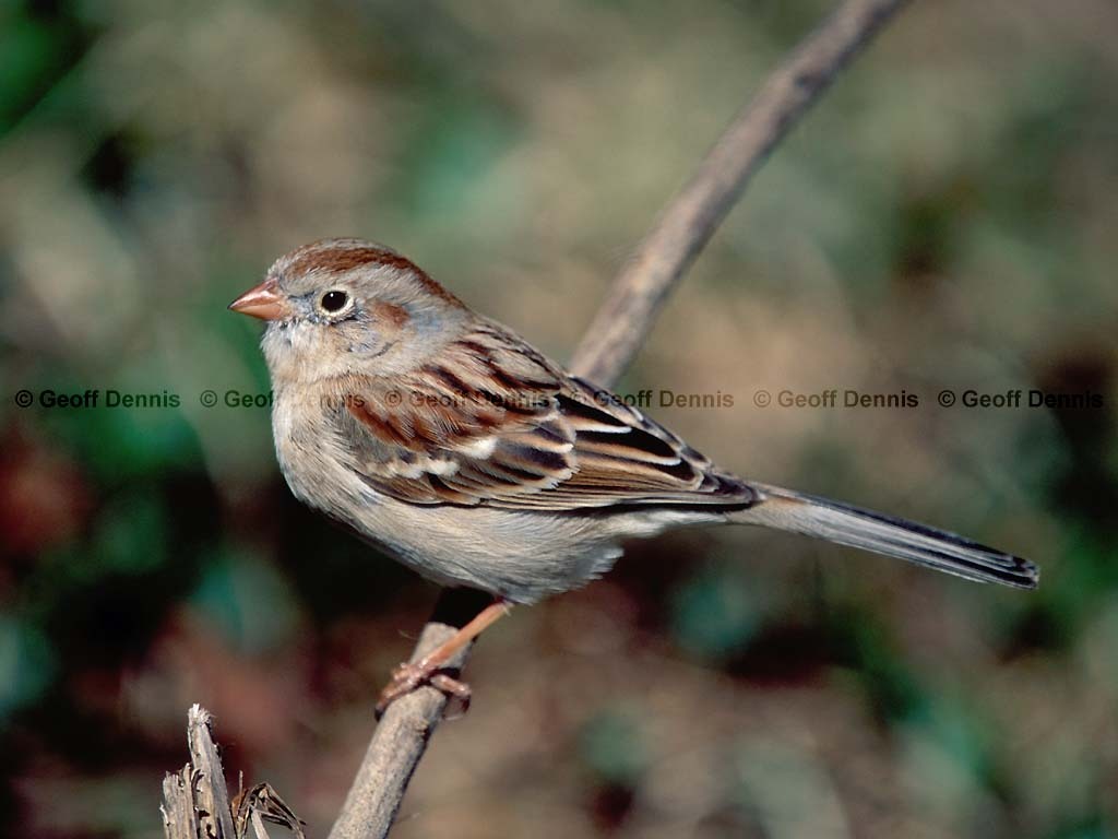 FISP-AI_Field-Sparrow