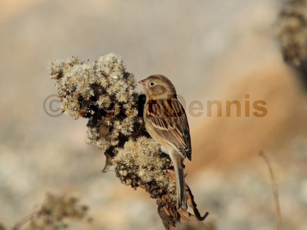 FISP-AJ_Field-Sparrow