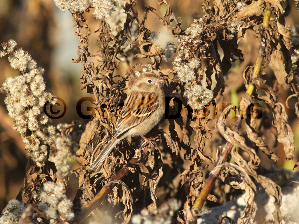 FISP-AK_Field-Sparrow