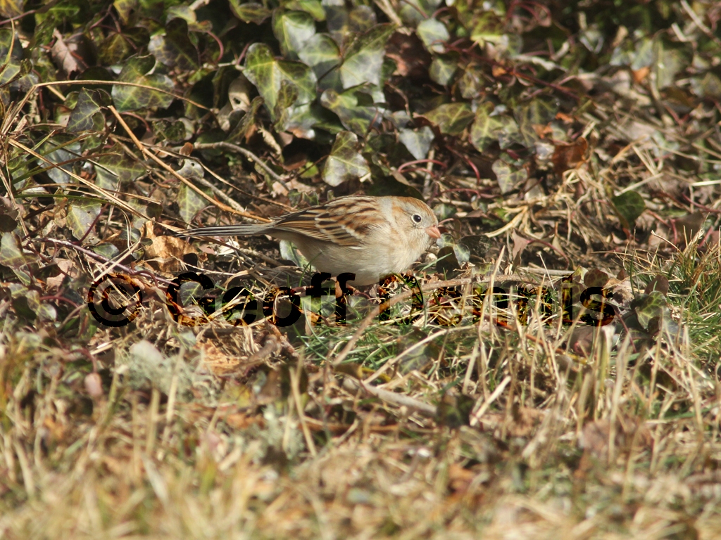 FISP-AL_Field-Sparrow