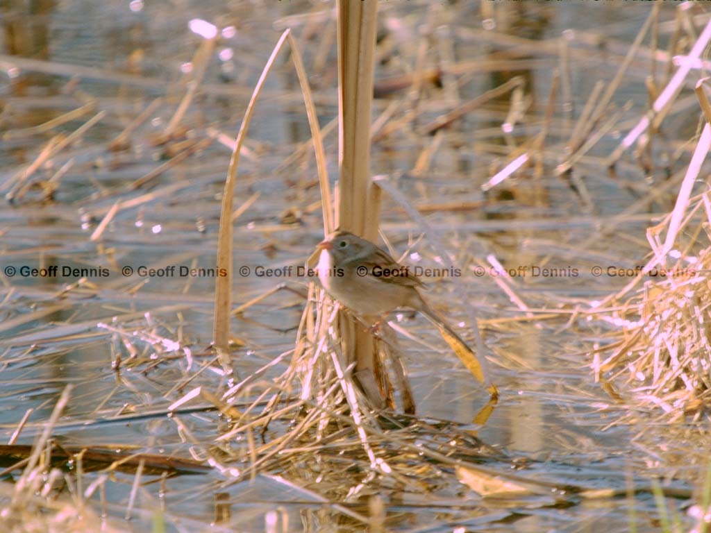 FISP-AM_Field-Sparrow