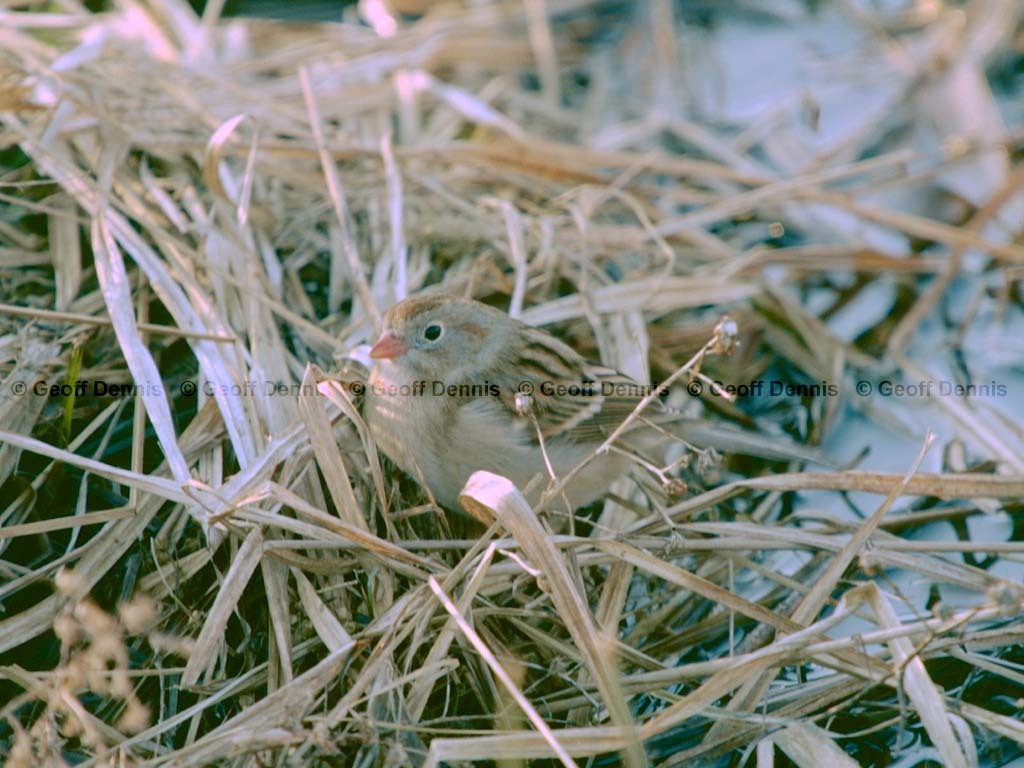 FISP-AN_Field-Sparrow