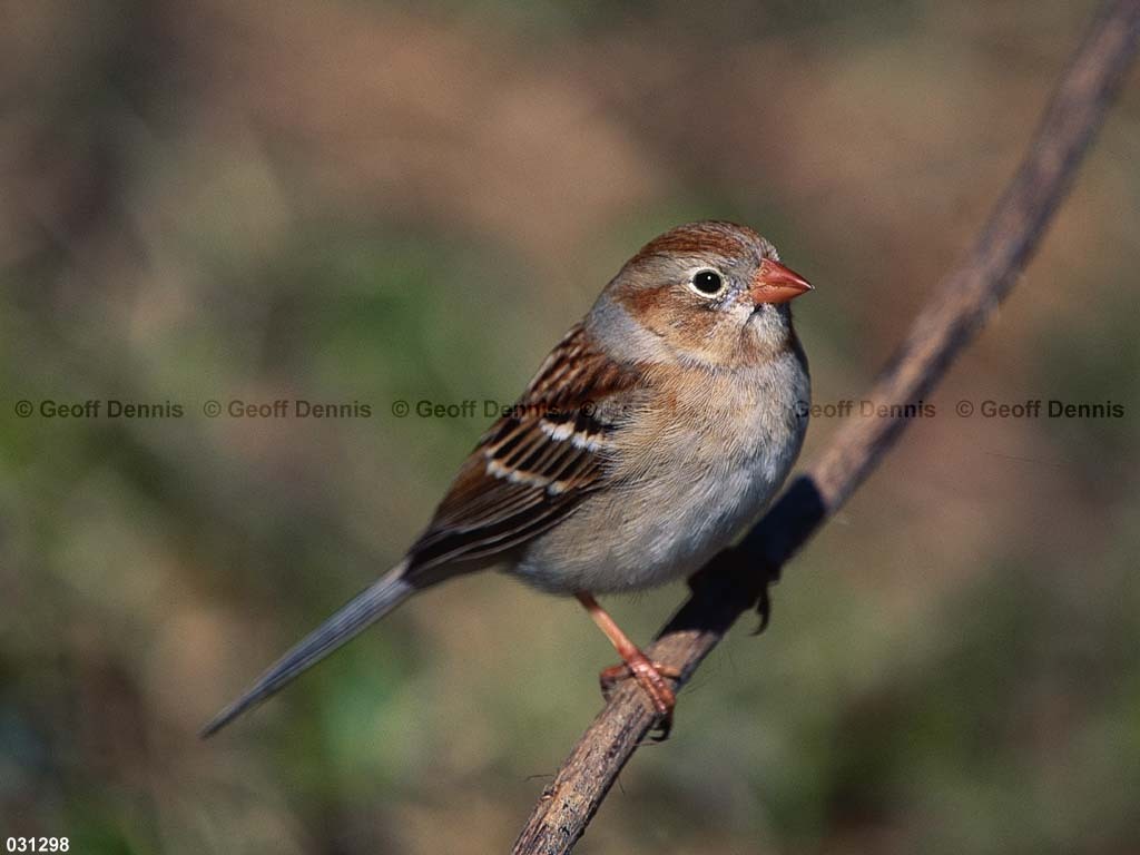 FISP-AO_Field-Sparrow