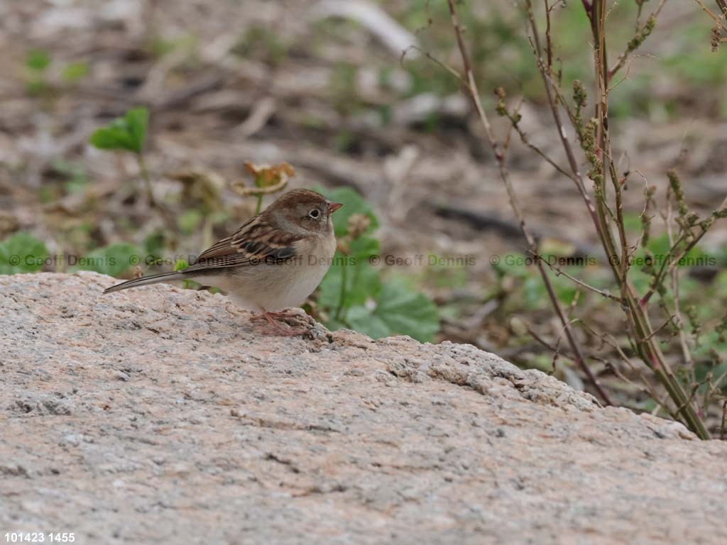 FISP-AP_Field-Sparrow