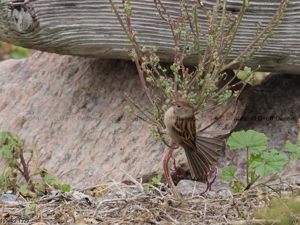 FISP-AQ_Field-Sparrow