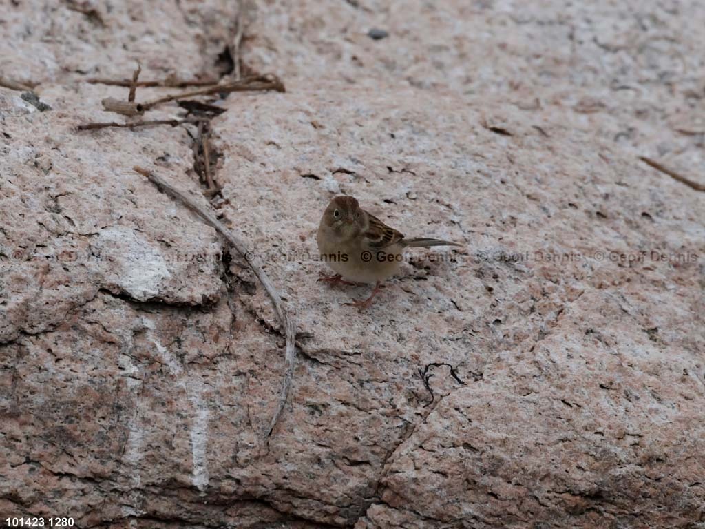 FISP-AR_Field-Sparrow