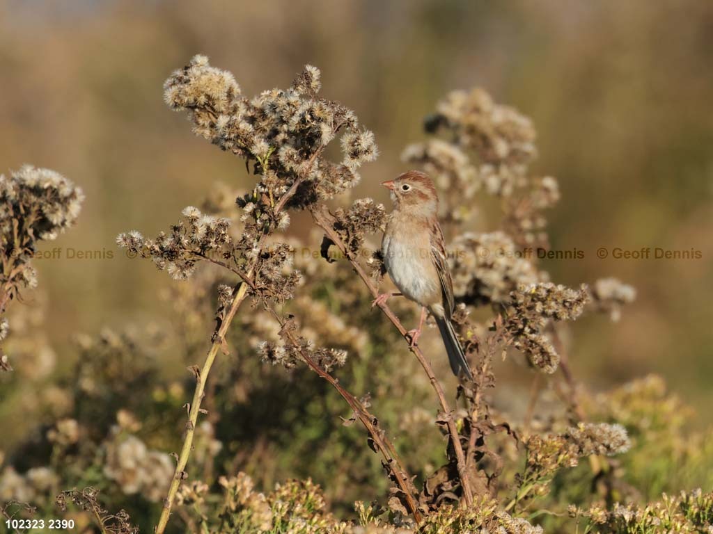 FISP-AS_Field-Sparrow