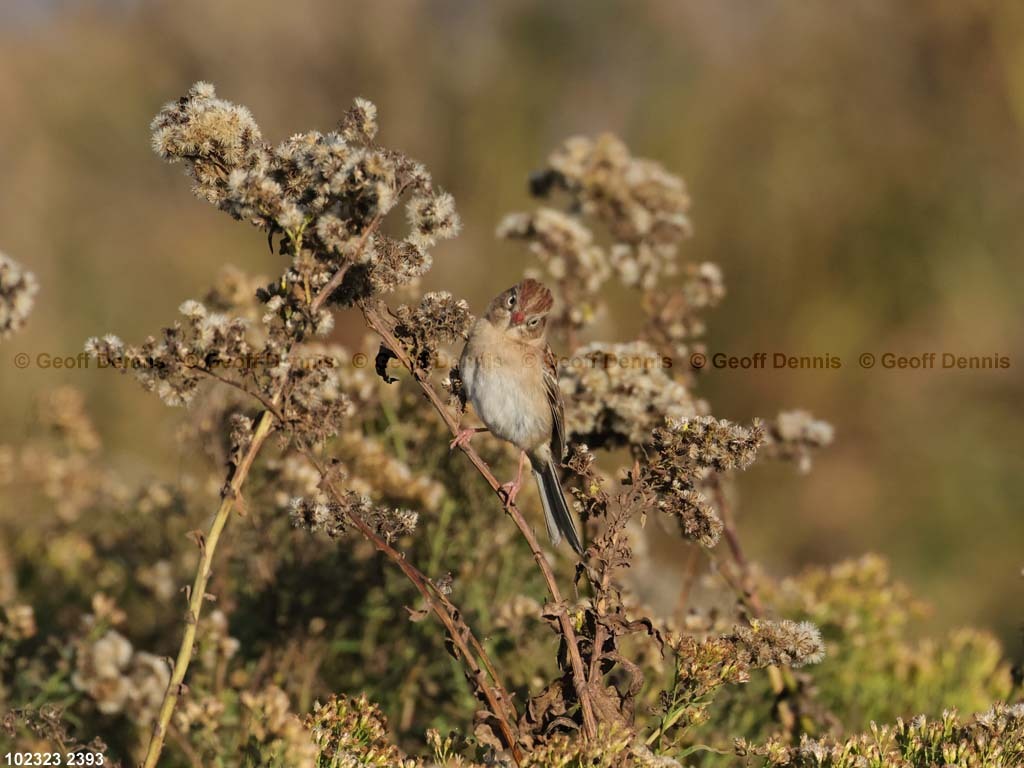 FISP-AT_Field-Sparrow