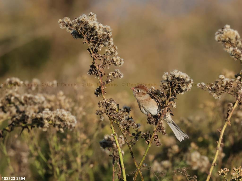 FISP-AU_Field-Sparrow