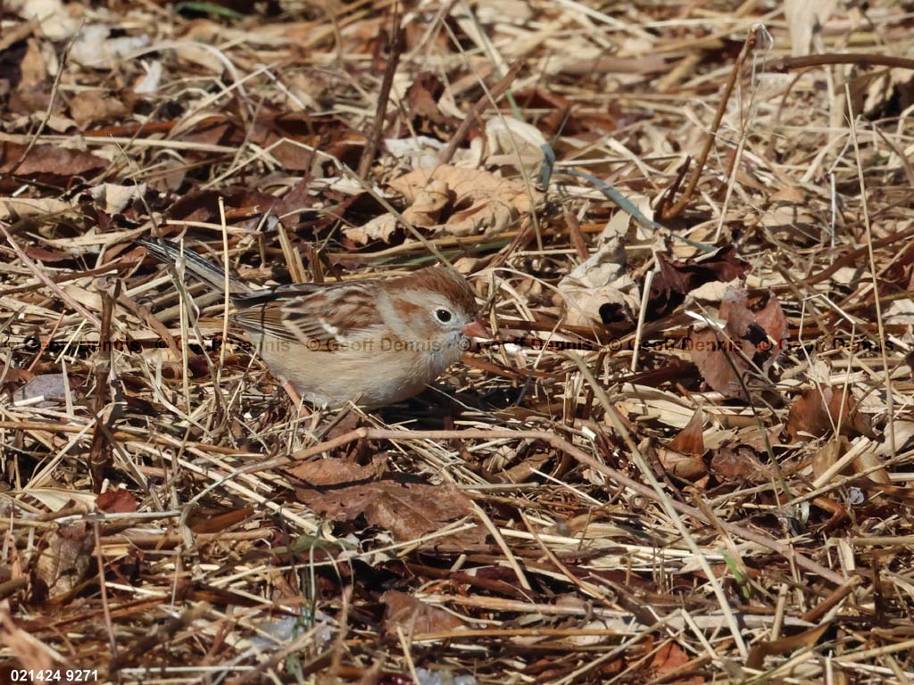 FISP-AV_Field-Sparrow