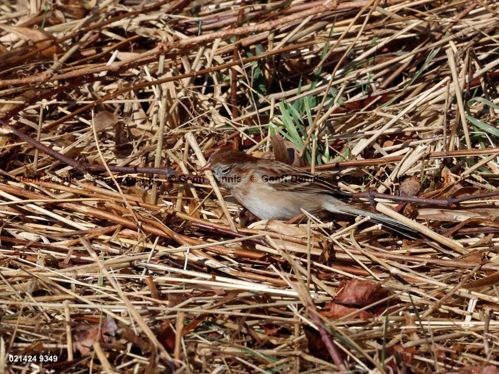 FISP-AW_Field-Sparrow