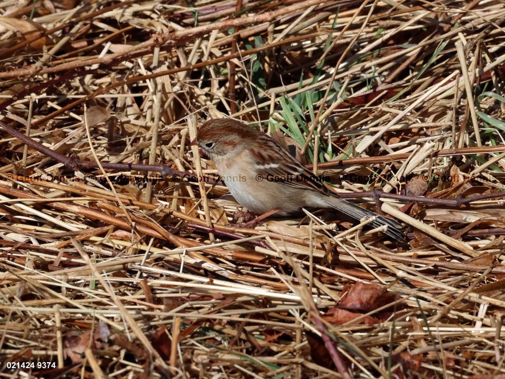 FISP-AX_Field-Sparrow