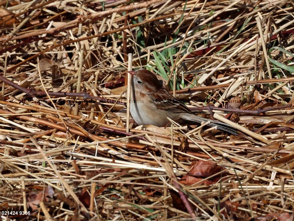 FISP-AY_Field-Sparrow