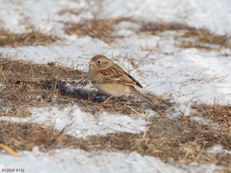 FISP-AZ_Field-Sparrow