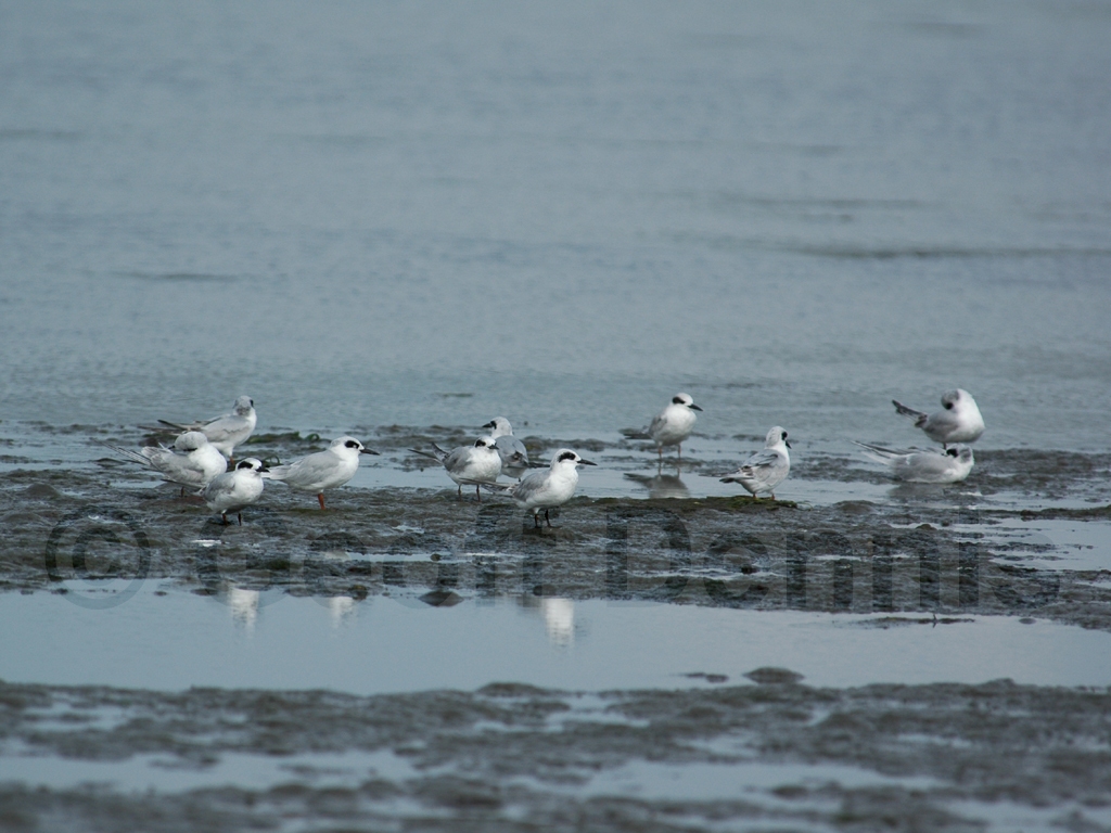 FOTE-AA_Forsters-Tern