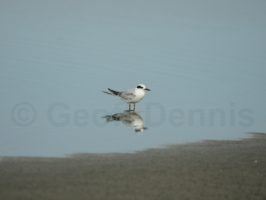 FOTE-AB_Forsters-Tern