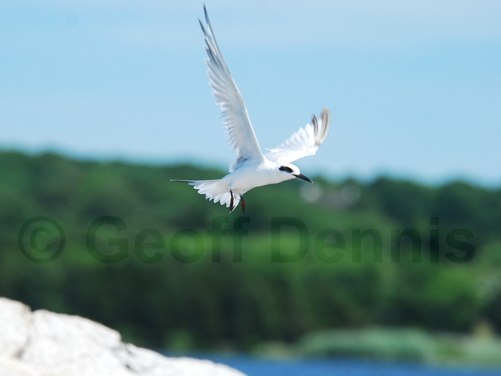 FOTE-AC_Forsters-Tern