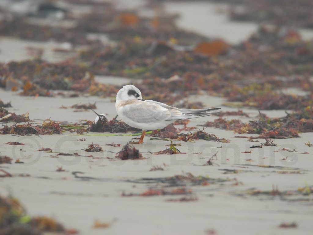FOTE-AD_Forsters-Tern