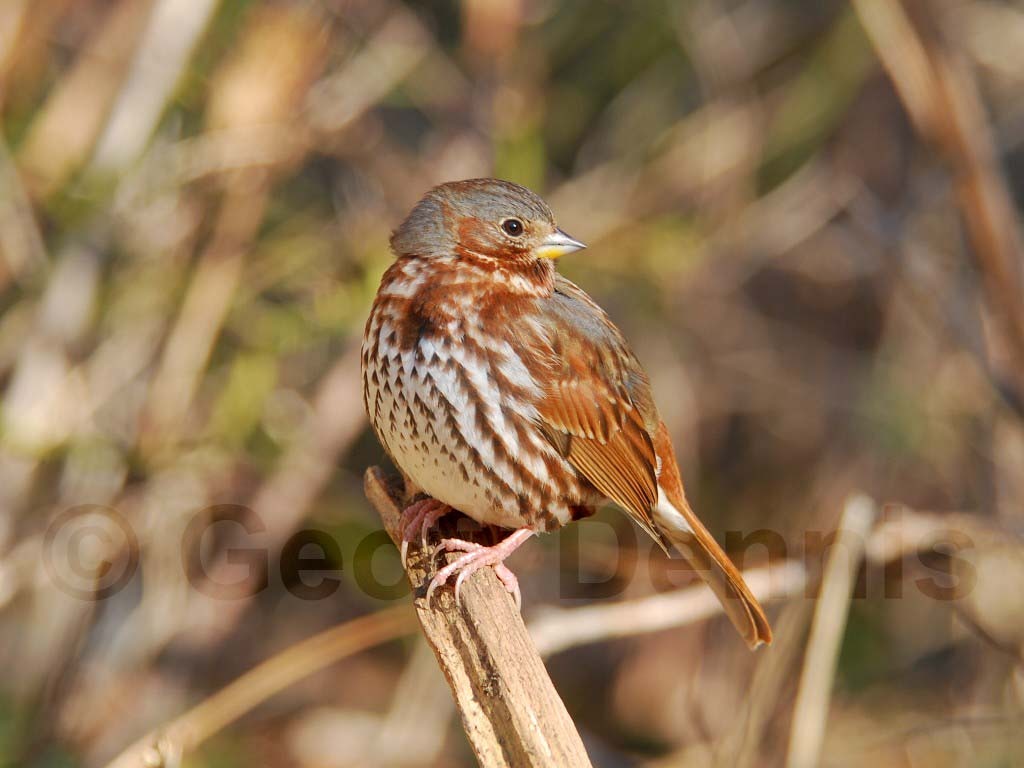 FOSP-AA_Fox-Sparrow