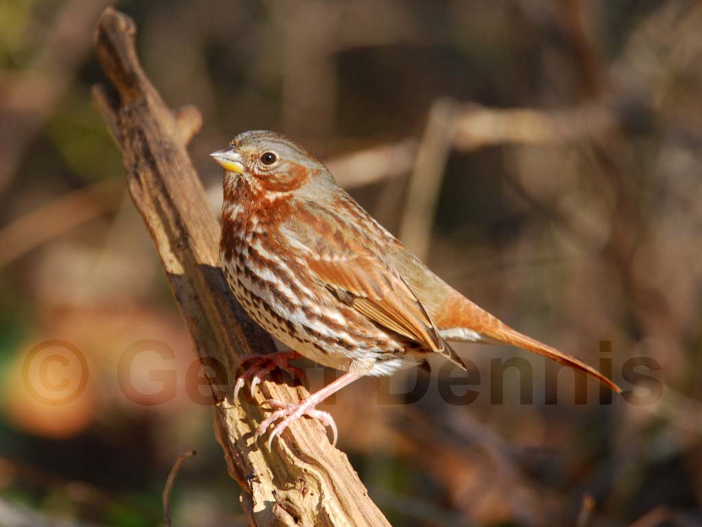 FOSP-AB_Fox-Sparrow