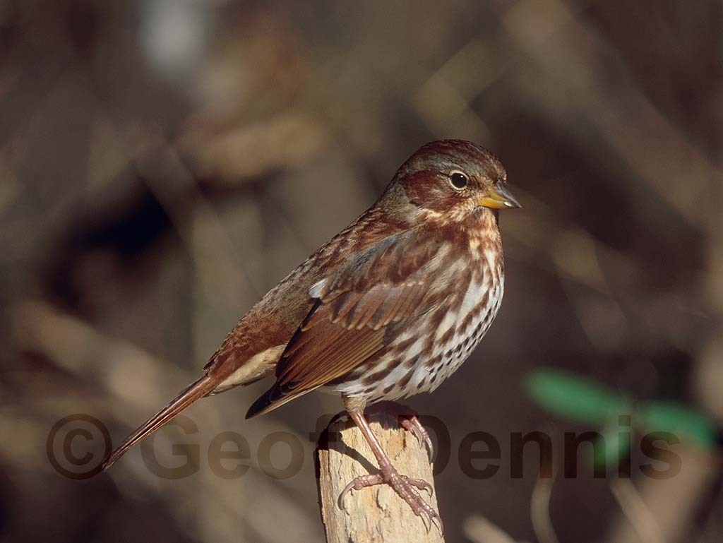 FOSP-AC_Fox-Sparrow