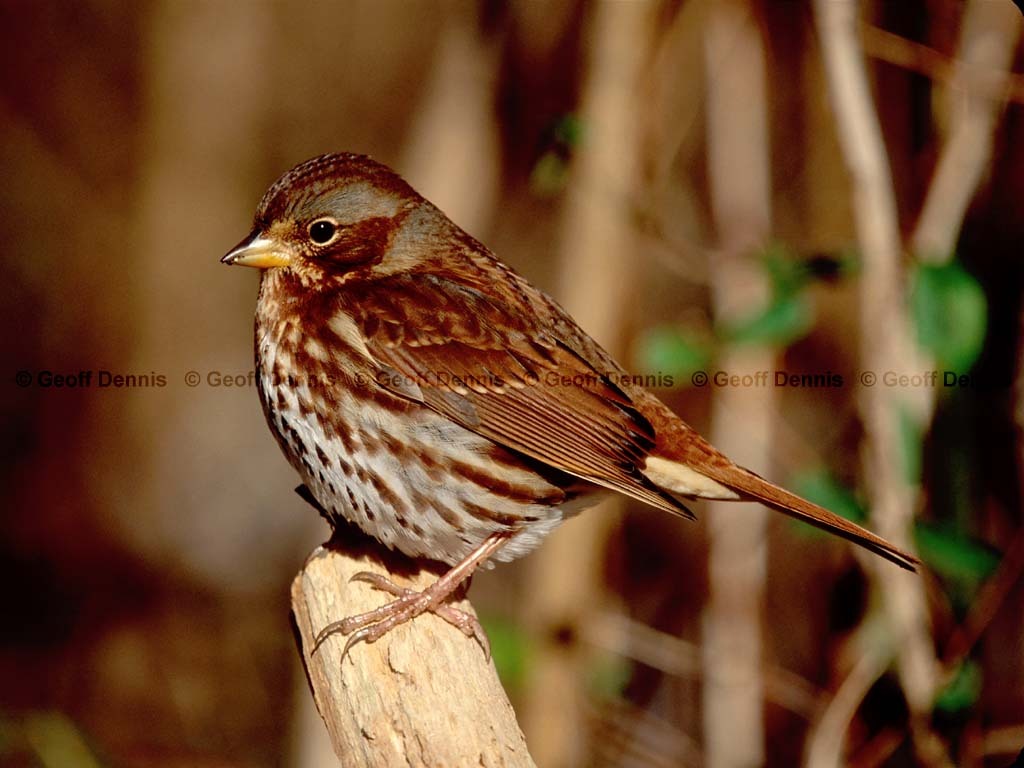 FOSP-AD_Fox-Sparrow