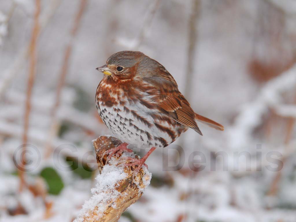FOSP-AE_Fox-Sparrow