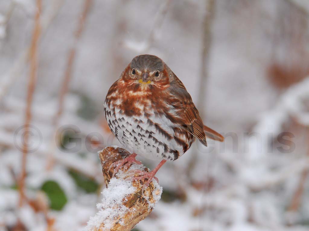 FOSP-AF_Fox-Sparrow