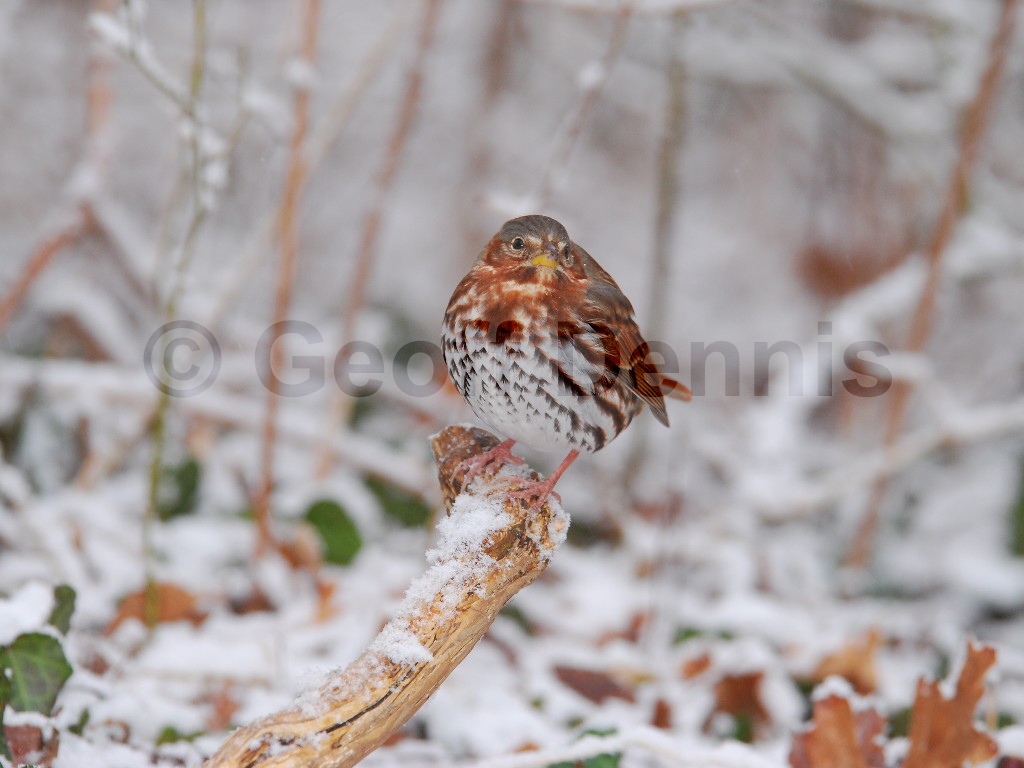 FOSP-AG_Fox-Sparrow