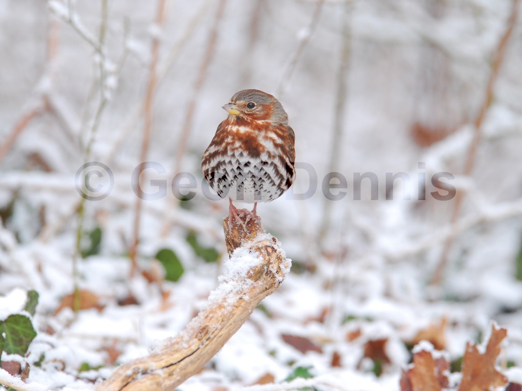 FOSP-AH_Fox-Sparrow