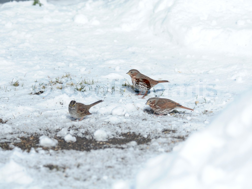 FOSP-AI_Fox-Sparrow