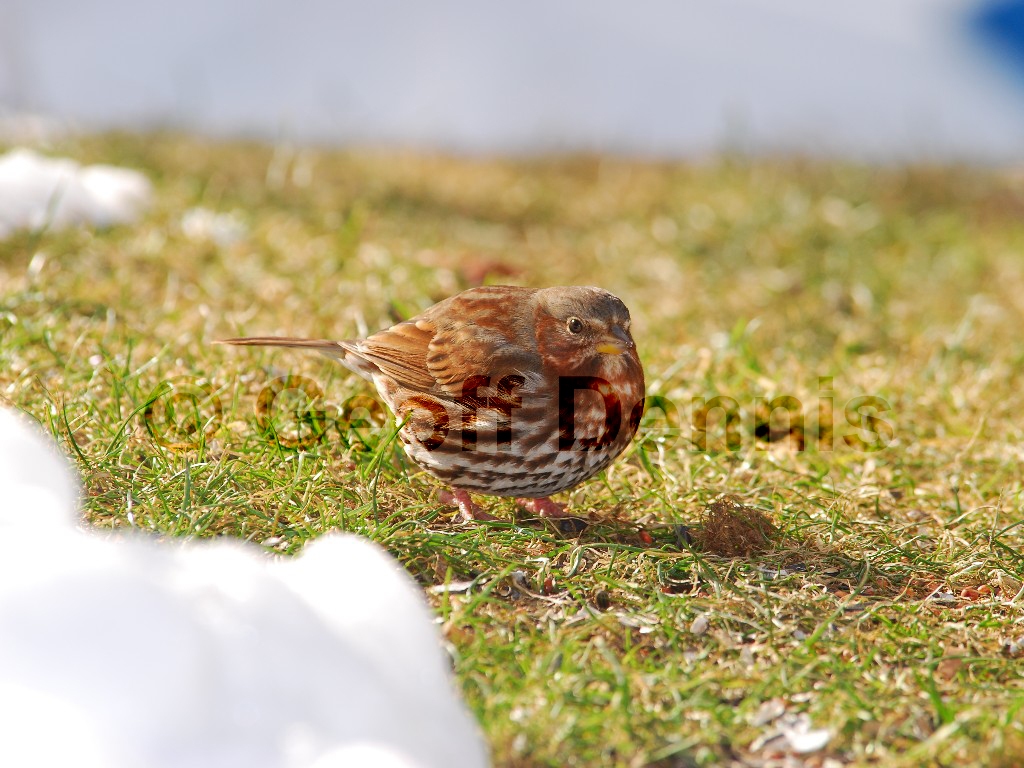FOSP-AJ_Fox-Sparrow
