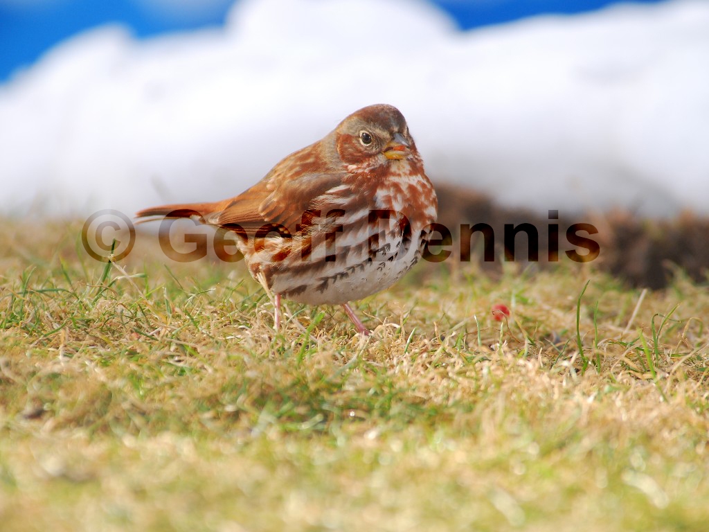 FOSP-AK_Fox-Sparrow