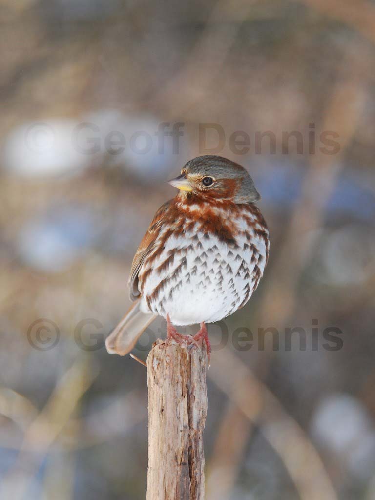 FOSP-AL_Fox-Sparrow