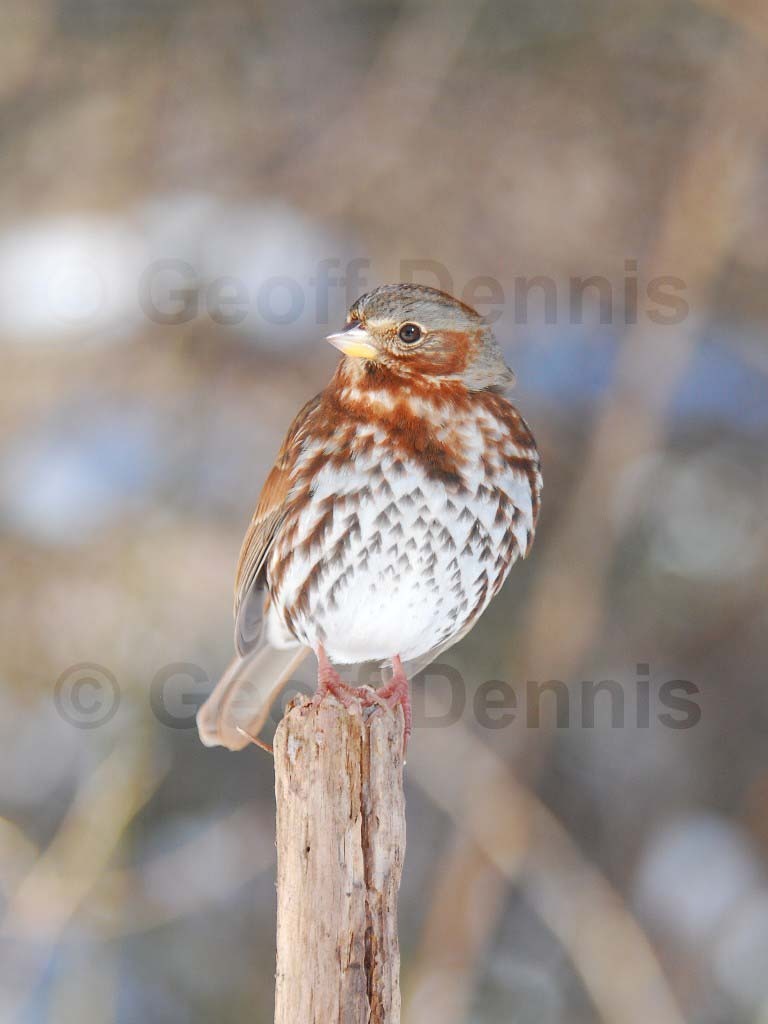 FOSP-AM_Fox-Sparrow