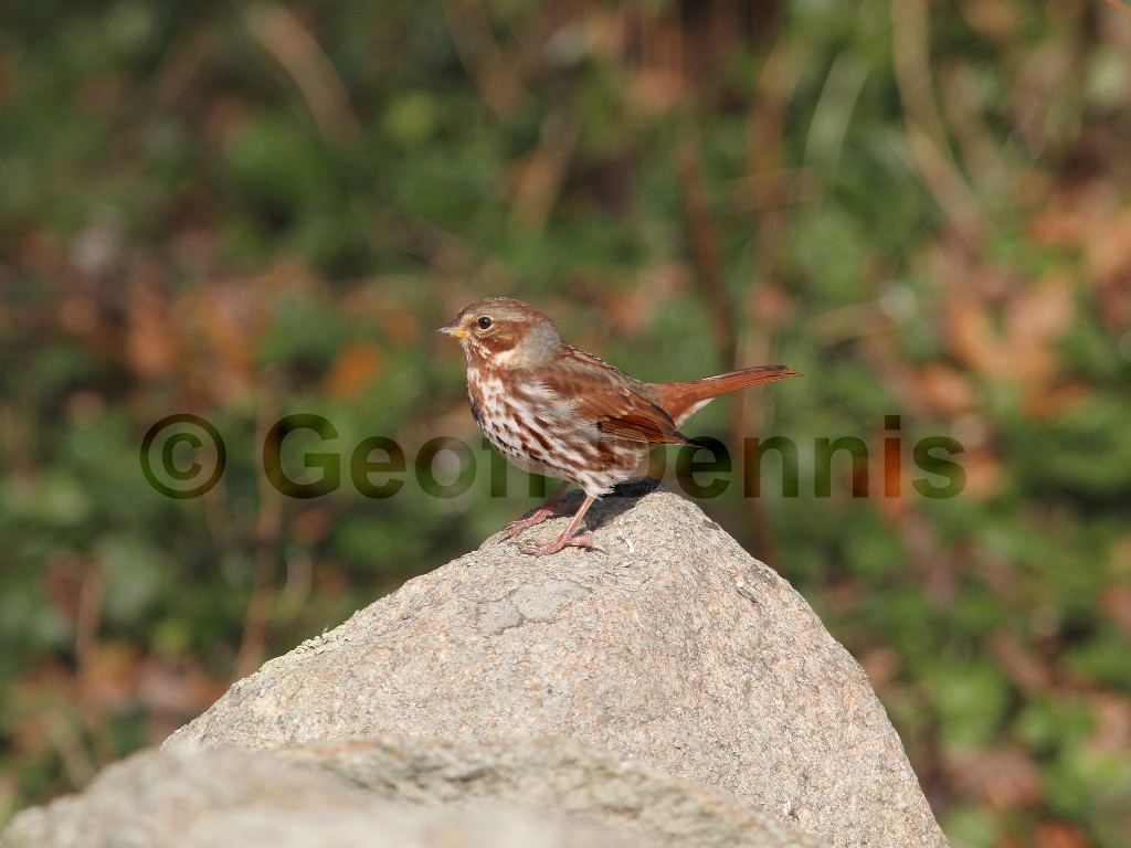 FOSP-AN_Fox-Sparrow