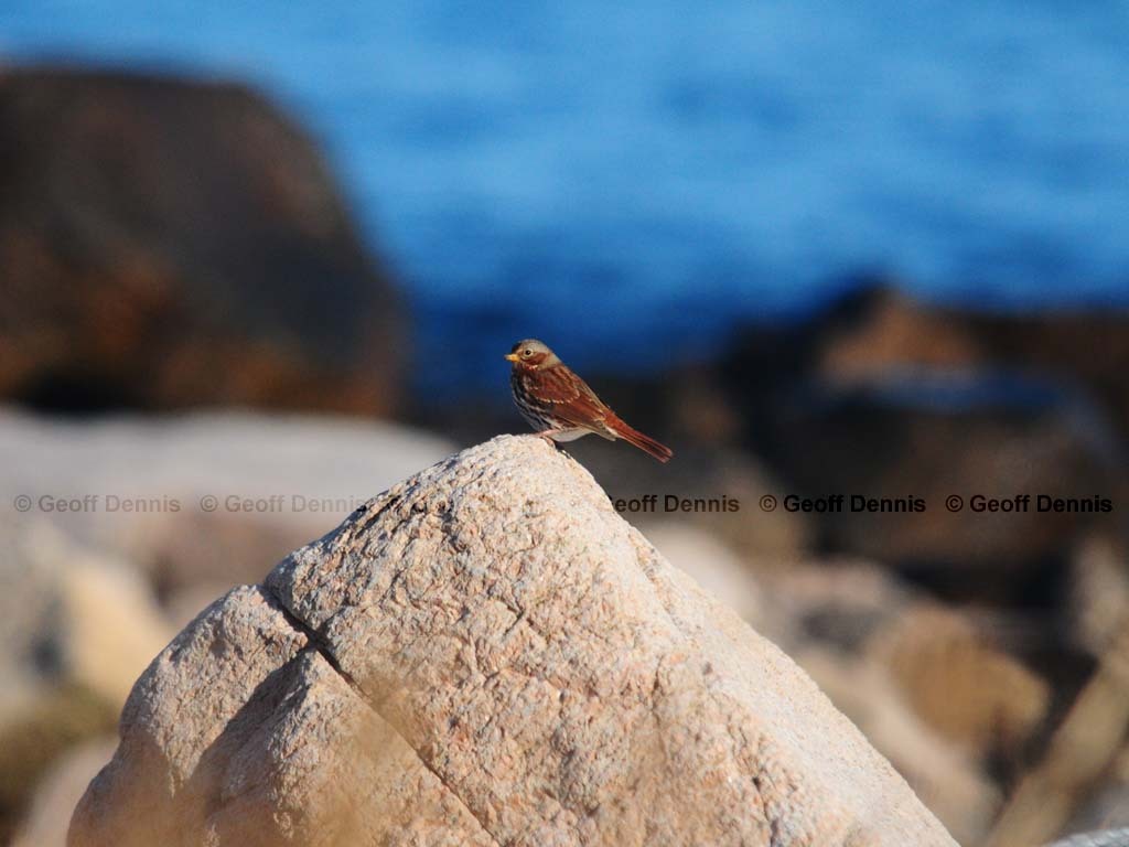 FOSP-AO_Fox-Sparrow
